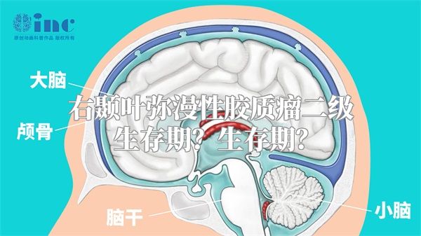 右颞叶弥漫性胶质瘤二级生存期？生存期？