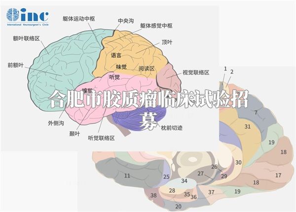 合肥市胶质瘤临床试验招募