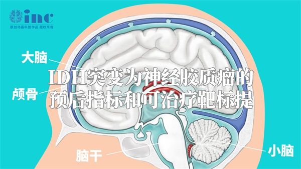 IDH突变为神经胶质瘤的预后指标和可治疗靶标提