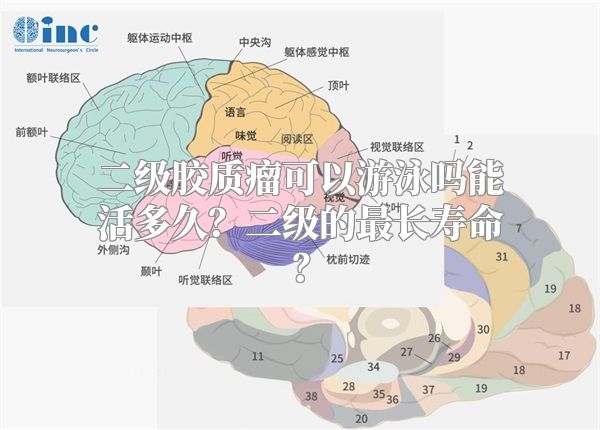 二级胶质瘤可以游泳吗能活多久？二级的最长寿命？